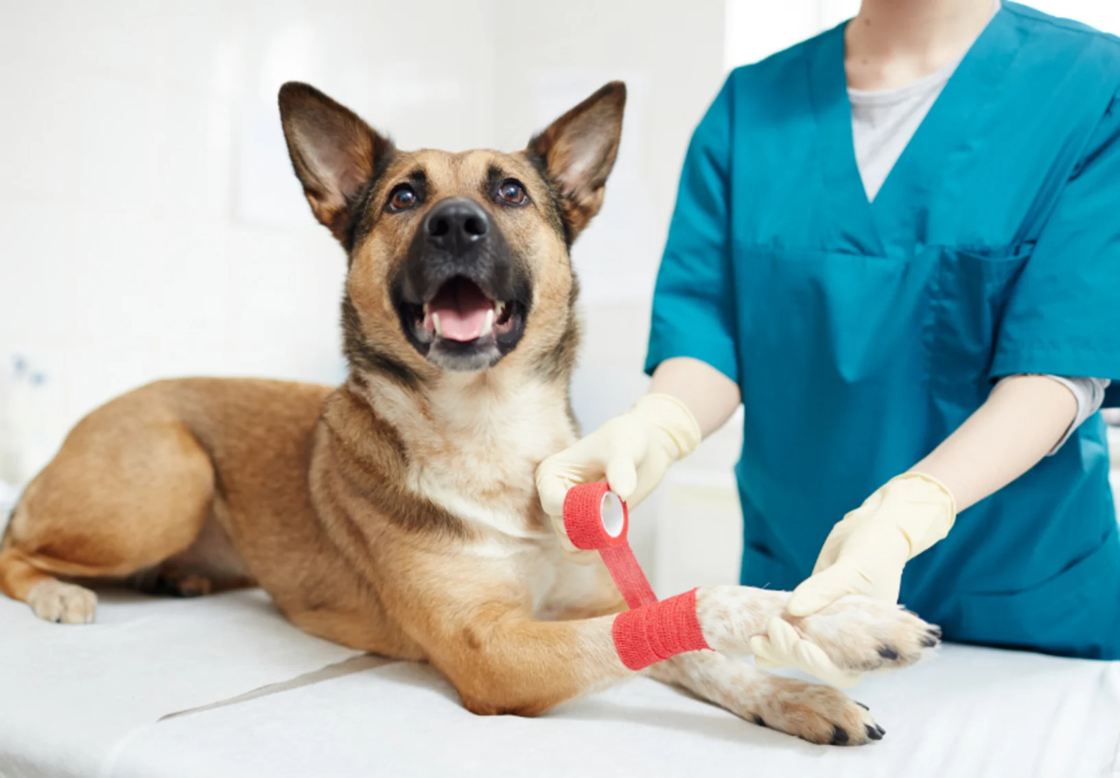 Staff wrapping red bandage on dog's paw